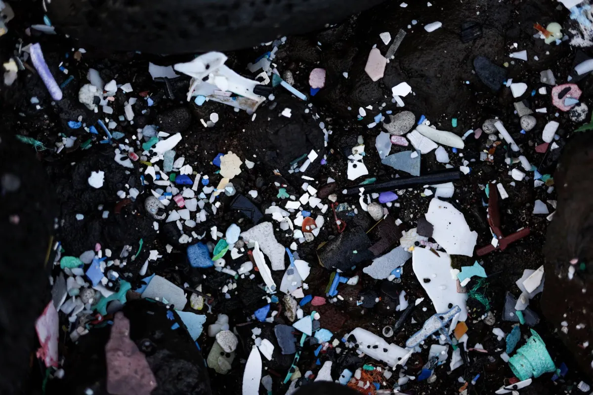 جزيئات البلاستيك الدقيقة قد تغيّر بكتيريا الأمعاء وتؤثر على المزاج والصحة