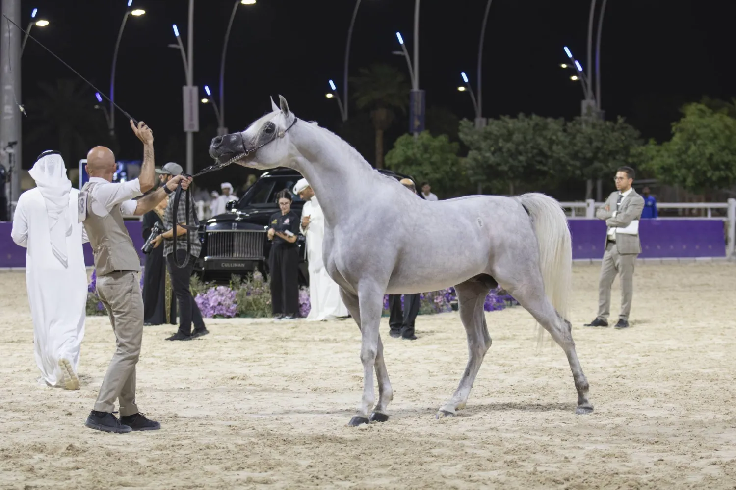 بطولة الإنتاج المحلي لجمال الخيل العربية الأصيلة