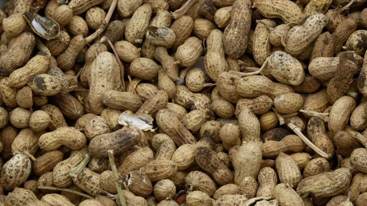 الفستق والفول السوداني